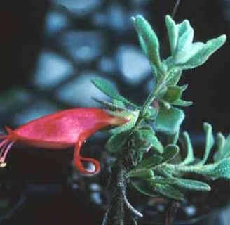 Eromophila Hillii, Nullarbor emubush Image - Western Australian Herbarium,