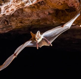 Ghost bat in flight