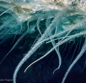Microbial Mantle clinging to the roof of an underwater Nullarbor Cave