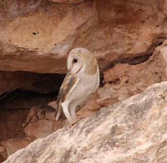 Australian Masked Owl at Nullarbor cave entrance
