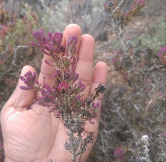Red Fingers Bush Flowers, Nullarbor