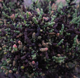 Sarconornoa blackiana, Nullarbor