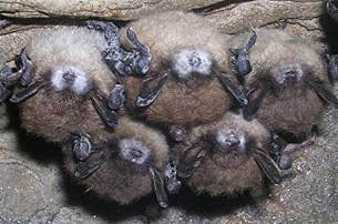 North American little brown bats (Myotis lucifugus) with white fungus on their faces and wings