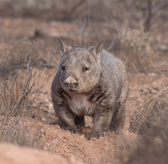 Hairy Nosed Wombat