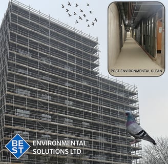 bird dropping cleaning Essex