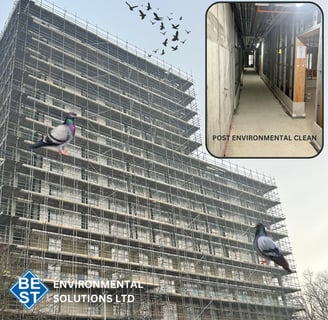 bird guano removal Essex