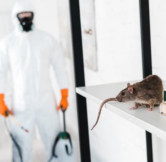dératisation paris, deratiseur, rats dans appartement, rongeurs ,rat, rats