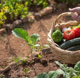 Person holding basket of vegetables