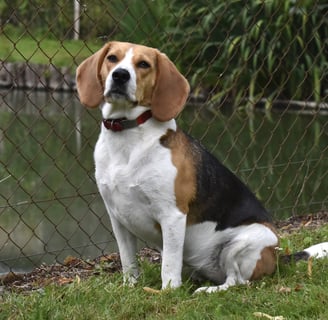 chien, animal domestique