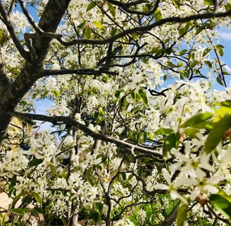 White Blooming Flowers in Spring