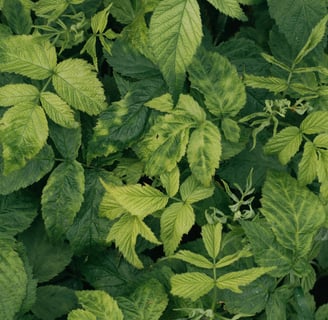 feuille de framboisier
