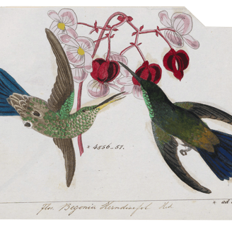 Vintage bookplate illustration of two blue and green hummingbirds feeding from pink flowers.