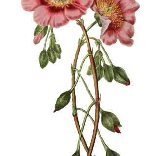 Vintage botanical illustration of a pair of pink flowers.