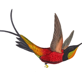 Vintage illustration of a hummingbird in flight.