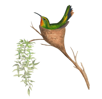 Vintage illustration of a hummingbird sitting in a nest.