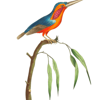 Vintage illustration of a kingfisher bird sitting on a branch.