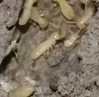 Termite Control Auburn Ga