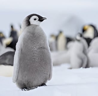 curiosidades sobre los pingüino