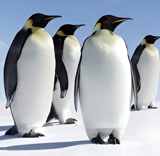 curiosidades sobre los pingüino