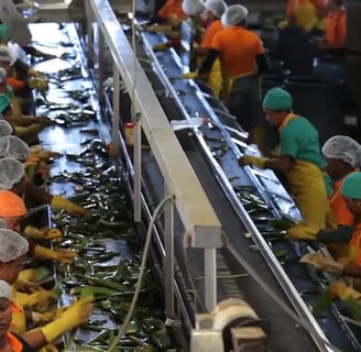 a group of people working on a conveyor belt