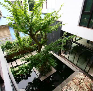 trong cay khu vuc gieng troi - 04