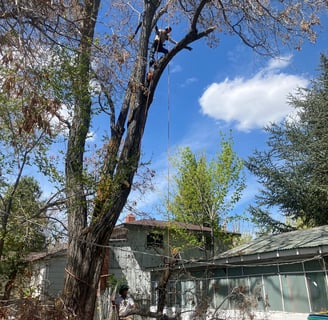 a man is climbing up in a tree