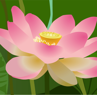 Lotusblume
