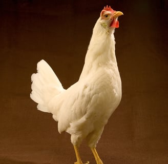 White Leghorn Chicken