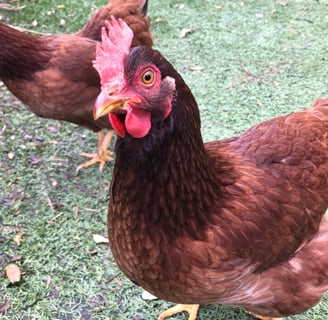 Rhode Island Red Chicken