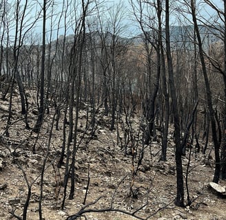a fire hydrant in a barren area with dead trees