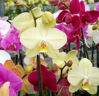orchid dendrobium phalaenopsis cattleya mokara