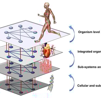 Network Physiology of Exercise. Hierarchically organized physiological network levels interact both