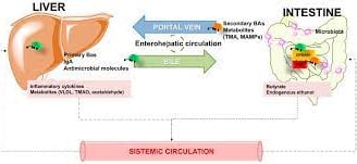 BCAA Catabolism: A Potential Key to Unlocking Improved Metabolic Health?