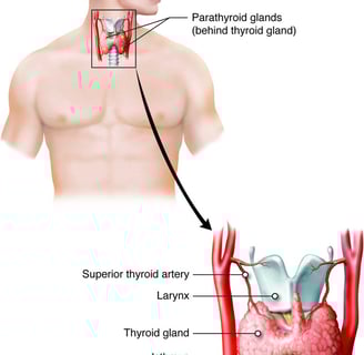 Muscle Weakness in Hypothyroidism: Symptoms, Causes & Treatment (Hypothyroid Myopathy)  