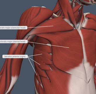 https://qut.pressbooks.pub/app/uploads/sites/34/2020/12/Thorax-muscles-B-2-1024x828.png