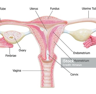 Removal of Both Ovaries (Bilateral Oophorectomy) Before Menopause linked to Long Term Health Risks