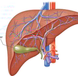 Type 2 Diabetes & Fatty Liver Disease: SGLT2 Inhibitors Show Promise as Top Treatment