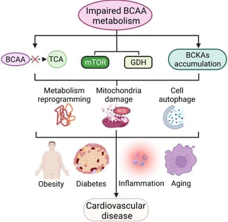 Impaired BCAA metabolism leads to less BCAA translocation into the TCA, activating mTOR and GDH path
