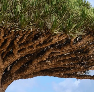 Mystique of Socotra's Dragon Blood Trees Dracaena Cinnabari