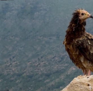 Socotra Island Animals 