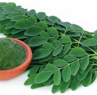 daun kelor