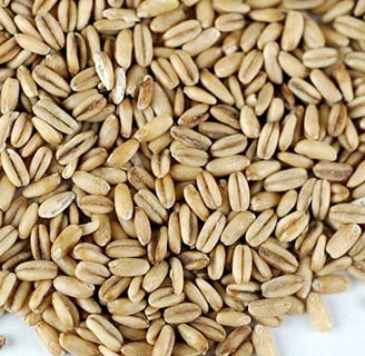 PHÂN BIỆT CÁC LOẠI YẾN MẠCH, yến mạch nguyên hạt