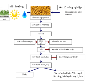 Qúa trình sản xuất yến mạch