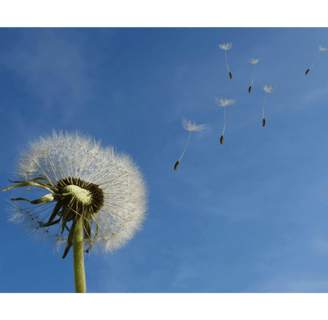 dandelion seeds blowing off in the wind, symbol of letting go