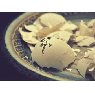 Broken eggshells on a plate, symbol of danger and vulnerability