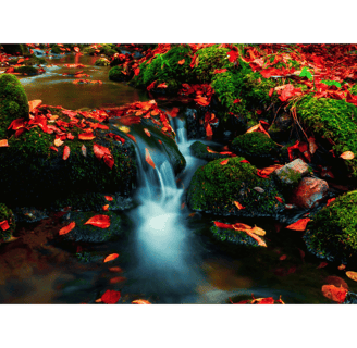 Leaves floating on a stream, imager of mindfulness