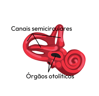 anatomia aparelho vestibular labirinto