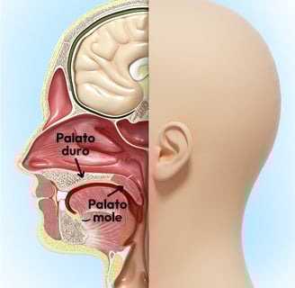 palato duro e palato mole