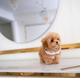 Teacup Maltipoo Puppies for Sale