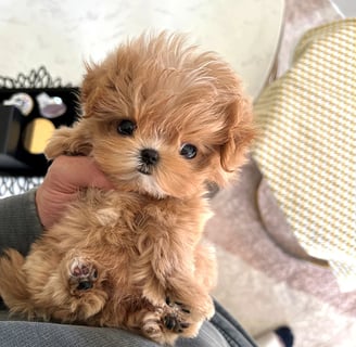 Teacup Maltipoo Puppies for Sale